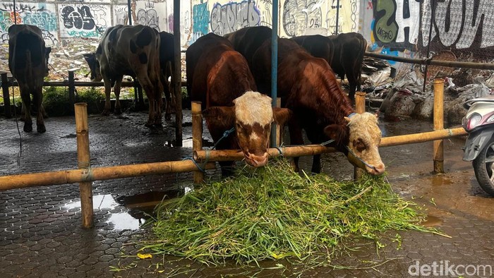 Penjualan Sapi Kurban di Jakarta Tetap Ramai Meski Harga Mengalami Kenaikan
