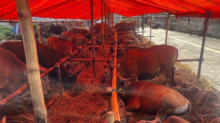 Peternak Asal Bima Raup Untung Jelang Idul Adha, Puluhan Sapi Dagangan Hampir Habis Terjual di Jakarta Selatan